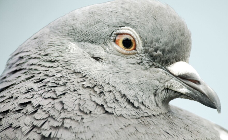 Profile of pigeon head.