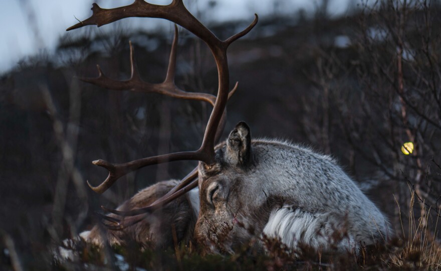 Sleeping as they ruminate allows reindeer to spend a lot of time foraging in summertime.