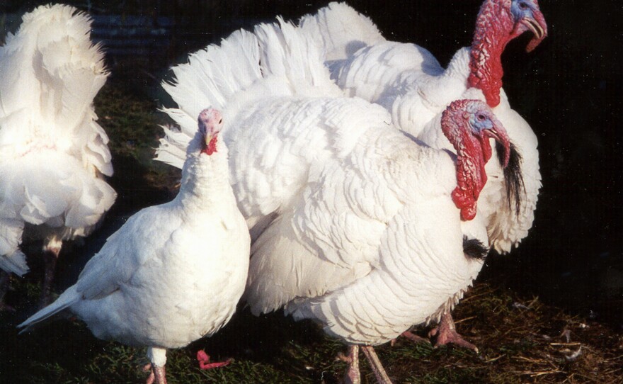 Beltsville Small White turkeys almost went extinct in the 1970s and are still critically endangered.