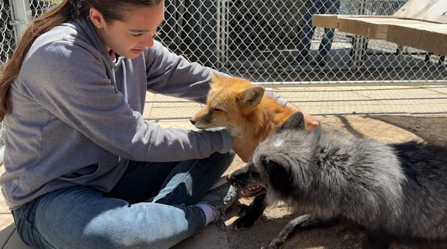Russian Domesticated Foxes at the Judith A. Basset Canid Center in Santa Ysabel, California.