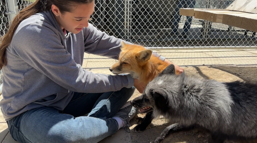 Russian Domesticated Foxes at the Judith A. Basset Canid Center in Santa Ysabel, California. 