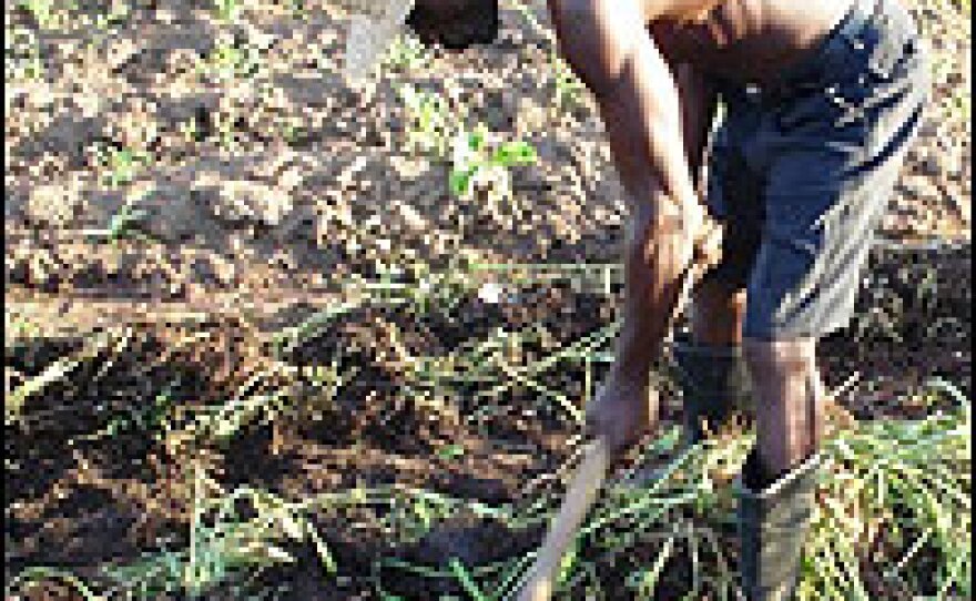 Faison Phiri, 60, plants seeds donated by a government program, but spends much of his income on the fertilizer to grow them in Malawi's overworked soil.