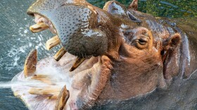 San Diego Zoo's Otis, the 45-year-old male river hippo, in a Jan. 14, 2021 photo.