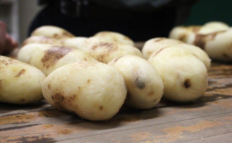 After a turn in the tumbling machine, these conventional russet Burbank potatoes are starting to show signs of bruising. New GMO potatoes called Innate russet Burbanks have been bred not to bruise as easily as these.
