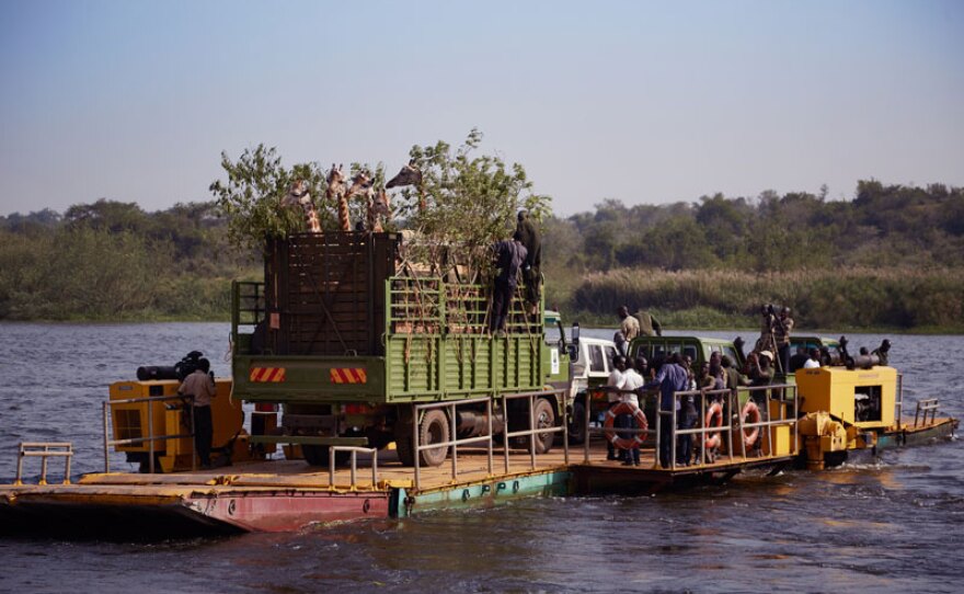 An “ark” of rare Rothschild’s giraffes are ferried to safety across the Nile River in Murchison Falls, Uganda where no giraffe has gone before.
