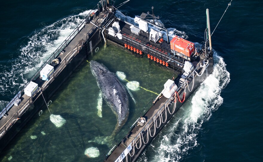 On April 29, 2026, the humpback whale recovered from a shallow bay off Wismar was being transported towards the North Sea in a flooded cargo ship just before the Danish border in Fehmarn, Germany.