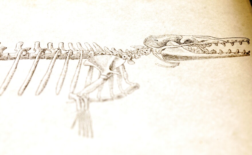 A rendition of a proto-whale skeleton.