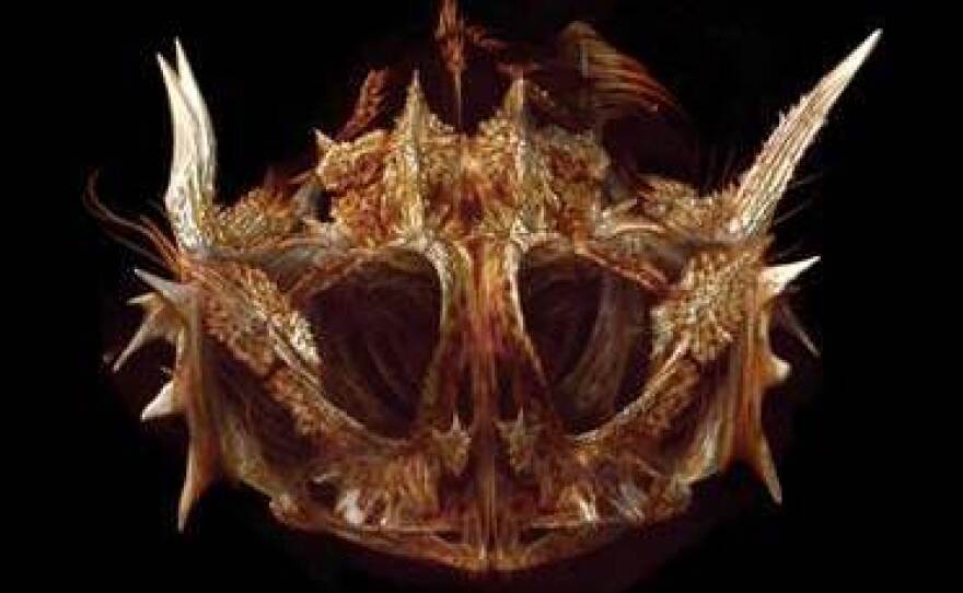Bull sculpin, Enophrys taurina.