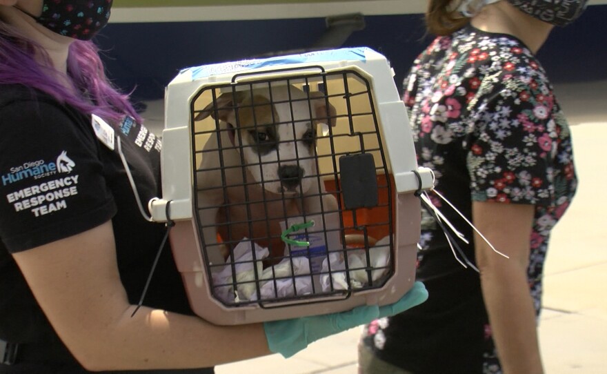 Wings of Rescue volunteers and staff welcome dogs and cats affected by Hurricane Laura in Louisiana for processing at Gillespie Field in El Cajon on Sept. 14, 2020.