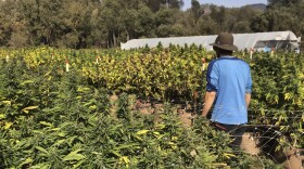 Marcos Morales, co-founder of pot company Legion of Bloom, walks through his farm of ready-to-harvest pot plants in Glen Ellen, Calif., Oct. 15, 2017. 