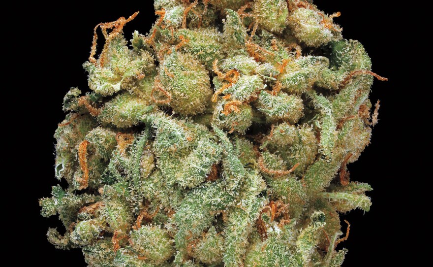Sour Amnesia. Smell/Taste: spicy, fuel, skunky. Common effects: energetic, uplifting, cheerful. Top medicinal uses: fatigue and mood enhancement.
