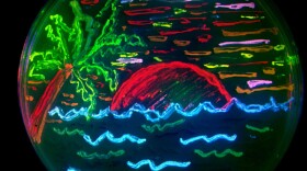An image drawn with fluorescent bacteria on a lab dish.