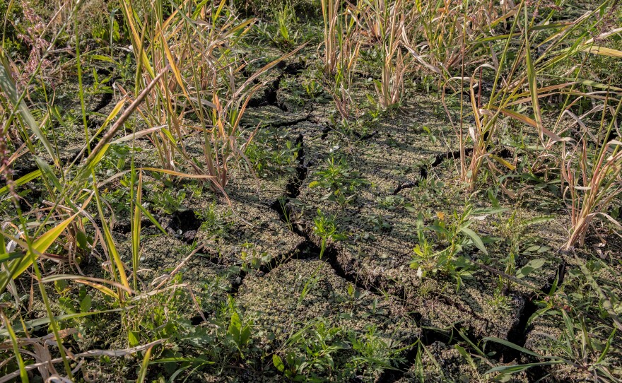 When dry, peat ignites easily and can burn for days, weeks, even years if smoldering underground. Peat fires can travel underground, making them infamously difficult to extinguish, as well as unpredictable and hard to control.