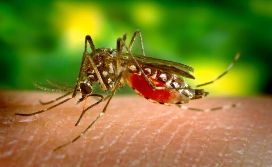The aedes aegypti mosquito is pictured in this undated photograph.