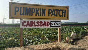 Pumpkin Patch 2025