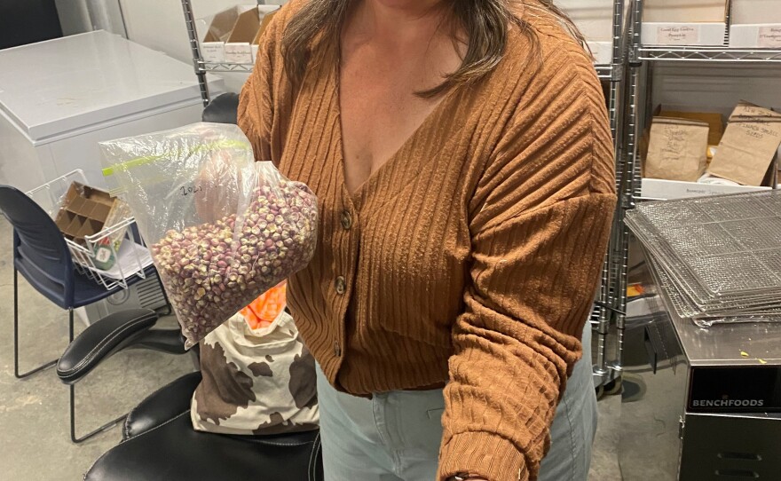 Jill Falcon Ramaker, director of the Buffalo Nations Food Systems Initiative at Montana State University, holds corn grown from the seed of ancient varieties once raised by the Mandan, Hidatsa, and Arikara peoples along the Missouri River in North Dakota. With her right hand, she holds a bag of Mandan Red Clay corn. In her left is an ear each of Mandan Society and Hopi Black corn varieties.