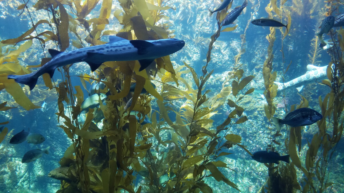 What Sound Does A Fish Make? Scripps Scientist Wants To Know ...