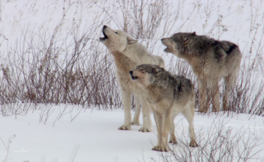 Three wolves howling.