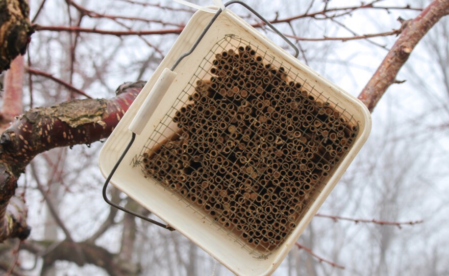 Zip tied to one of his cherry trees, the small white bucket with brown tubes are filled with horn-faced bees nesting for spring. A pie pan with water is placed underneath so that the bees have mud for their nest building. This ensures that the bees can survive the harsh climate to pollinate the cherry trees in the spring.