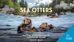 'Sea Otters: A Wild Family Adventure'