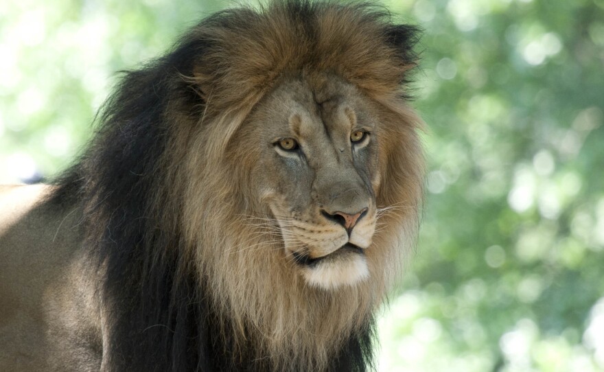 The Smithsonian's National Zoo in Washington, D.C., is reopening to the public on Friday. "We haven't seen the cats get superexcited about seeing people, but that's honestly to be expected," says curator Craig Saffoe. "Cats, whether they're your cats at home or giant cats like ours, are cats." Above, Luke, an African lion.