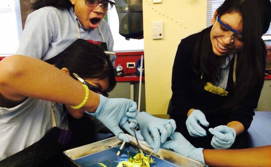 Students get their first look inside a frog in Rob Glotfelty's life sciences lab at Patterson Park Public Charter School in Baltimore.