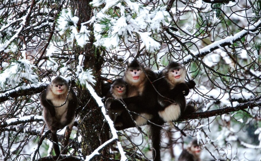 A small family, sub-nosed monkey, Rhinopithecus bieti, China.