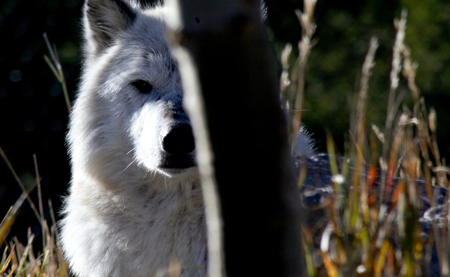 Gray wolf populations are recovering across many parts of the northern U.S. But the species, like many, are threatened by roadways and human development.