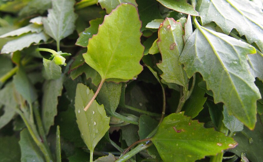 Wild superfood: Lamb's-quarters is rich in thiamin, vitamin B6, calcium, magnesium and potassium.