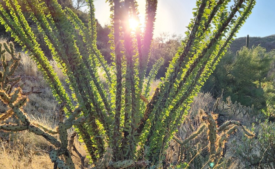 To avoid the worst of the heat, hikers often go early in the morning leaving the trailhead before sunrise.