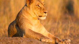 Gorongosa's lioness.