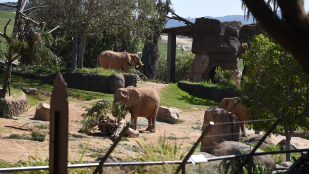 The San Diego Zoo Safari Park opens its 13-acre Elephant Valley to the public on March 5, 2026.