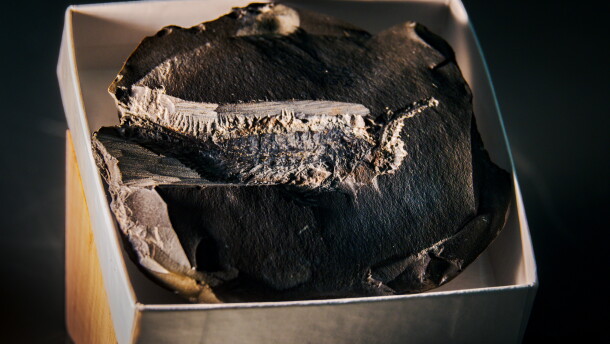 The "Chosha praecursor" fossil is the missing link between crustaceans and modern insects taken on Oct. 22