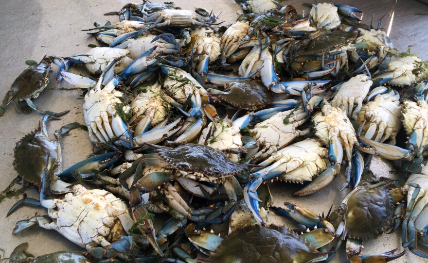 Blue crabs brought back to Tony Goutierrez's dock in Hopedale, La. For the past few years, his traps have been coming up empty. "It's sad to see it go, but it's going — this way of life is going to disappear," he says.