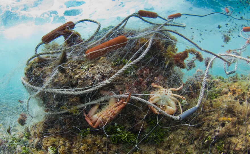 A gillnet about 300-feet long was found abandoned on a reef near Oahu, Hawaii. Many marine mammals end up caught in fishing gear like these large mesh nets that fishermen set on the seafloor or leave to float in the ocean.