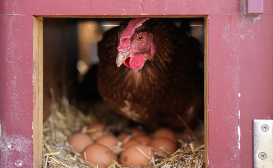 A Red Star hen, a hybrid breed that lays large brown eggs, stands on eggs inside her coop at Historic Wagner Farm, Friday, Feb. 7, 2025, in Glenview, Ill.