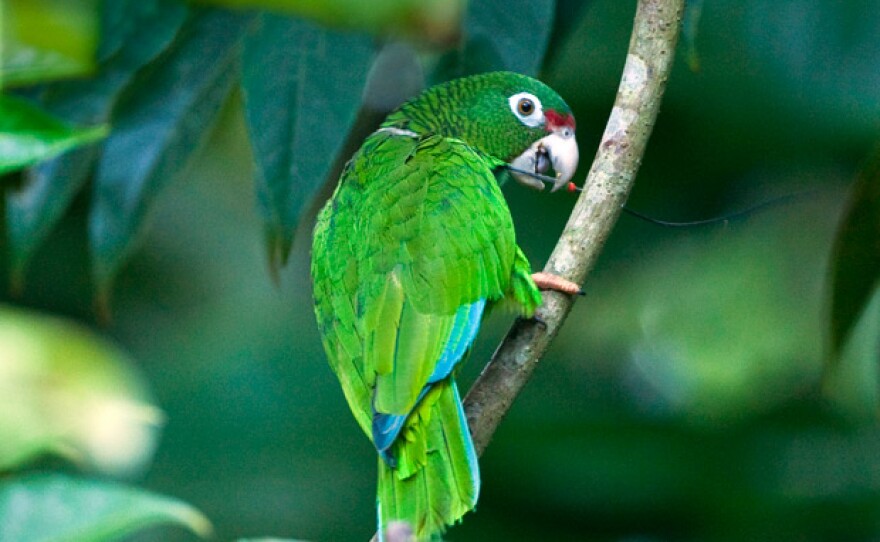 Puerto Rican parrot in the wild.