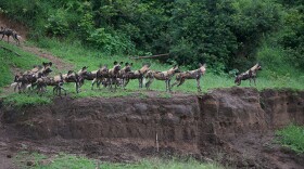 An African wild dog pack stands on the edge of a riverbank. Malilangwe Wildlife Reserve, Zimbabwe.