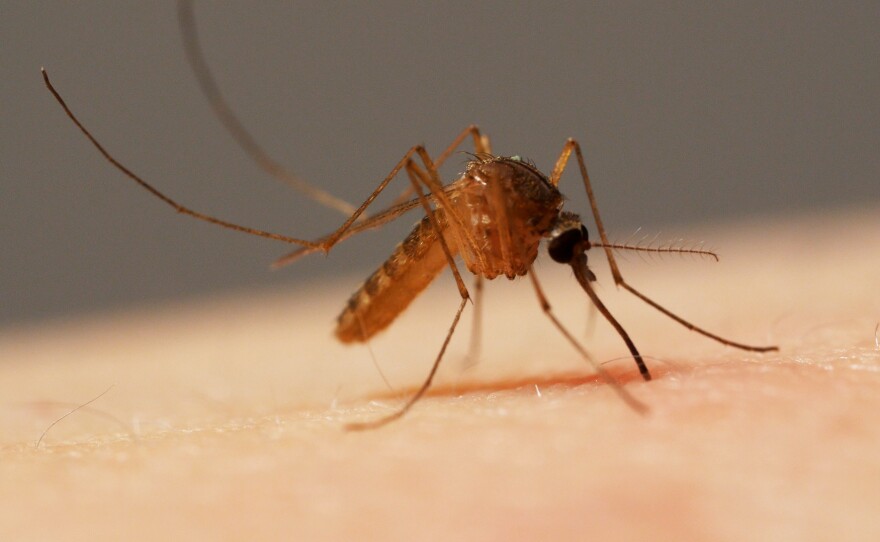 A common house mosquito (Culex pipiens) is about to sink her six-weaponed proboscis into a human arm. This type transmits West Nile virus by biting infected birds, then biting humans.