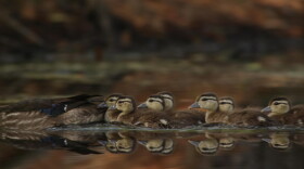 Wood Duck ducklings from Katonah, New York.
