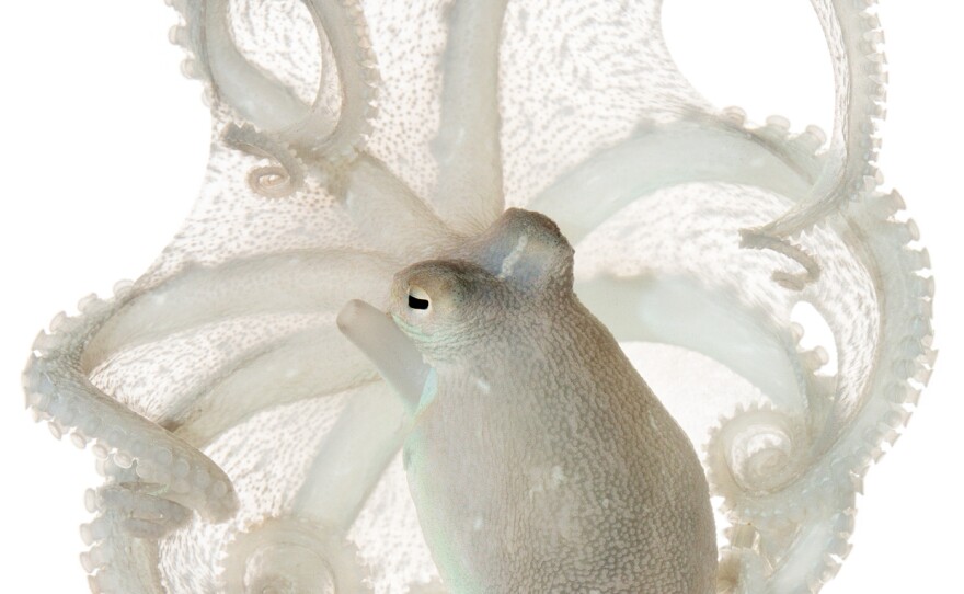Southern Keeled Octopus Octopus berrima Specimen No.7; mantle is 2.25 inches long; Moonlight Bay Resort, Rye, Victoria, Australia
