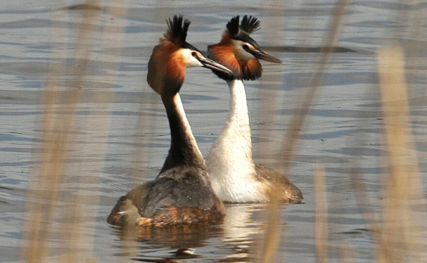 Pair of great crested grebes on water, Ireland.