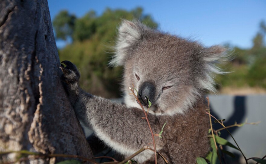 Tilly, the orphaned koala, Australia.