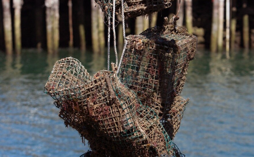 World Animal Protection and the Gulf of Maine Lobster Foundation, in partnership with local fishermen, removed ghost fishing gear off the coast of Portland, Maine.