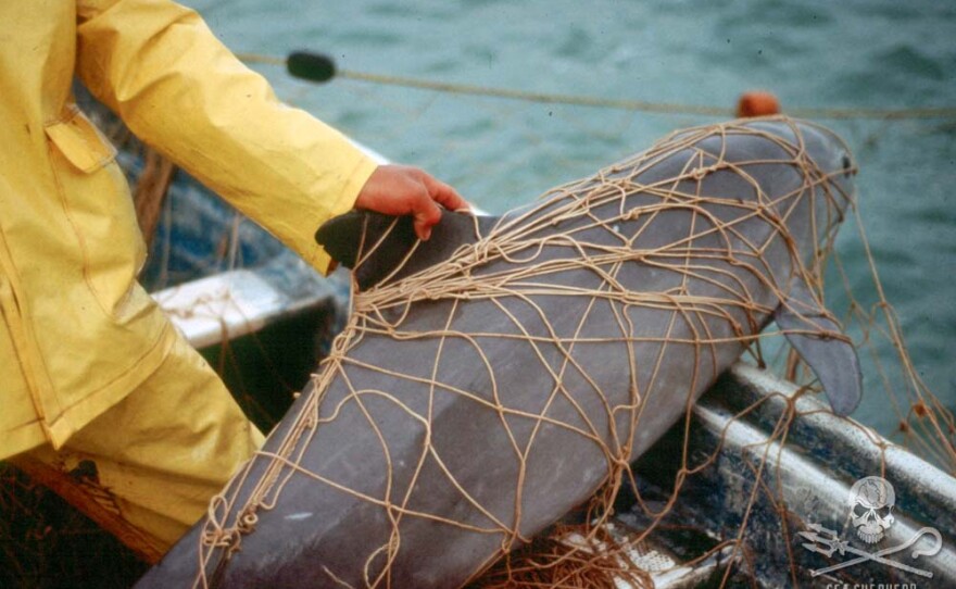 An entangled vaquita porpoise is shown in this undated photo.