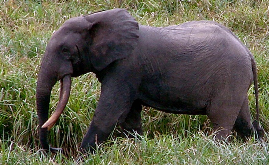 In this Sept. 1, 2008, photo released by Wildlife Conservation Society, a male forest elephant strides across Langoue Bai, Gabon.