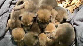The six pups were the first red wolf litter born in the wild in four years. The last litter, four pups, was born in 2018.
