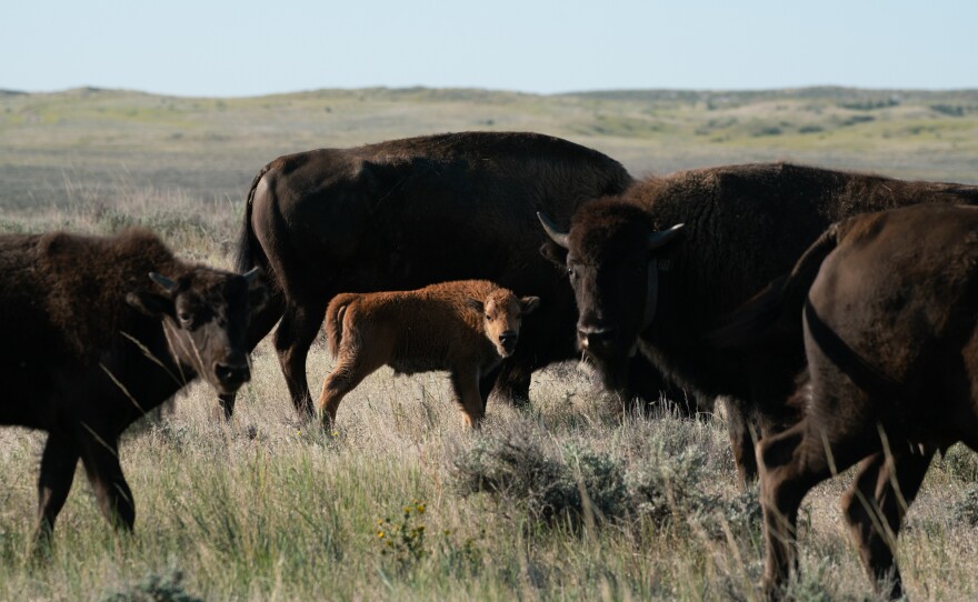 The American Prairie Reserve project has also garnered support from two local tribal councils, including at the Fort Belknap Indian Reservation, home of the Nakoda and Aaniiih. Bison were nearly eradicated from the prairies by white settlers and the U.S. government more than a century ago.