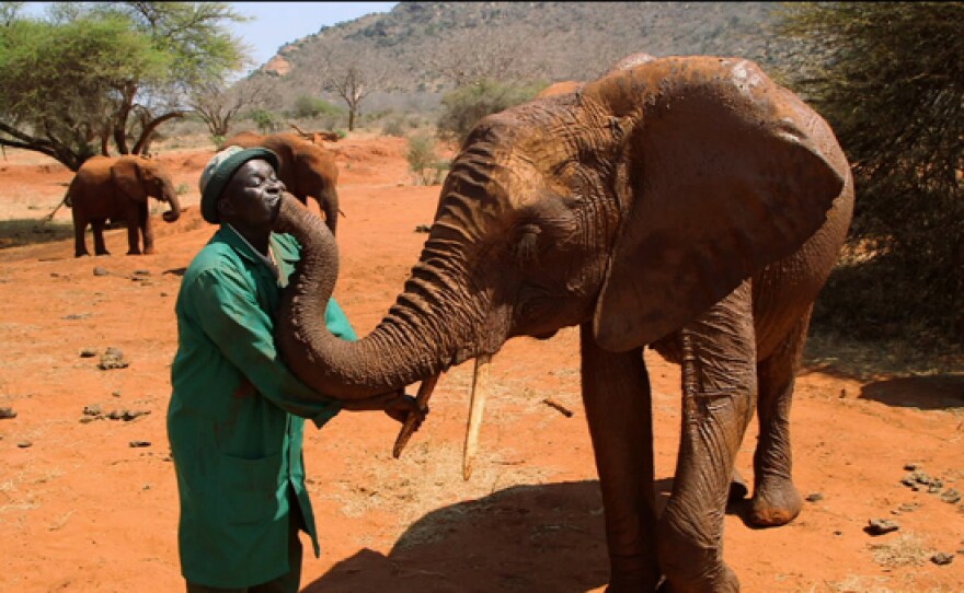 Headkeeper Edwin Lusichi and Lempaute, an elephant at Tsavo East National Park, Kenya, Africa.