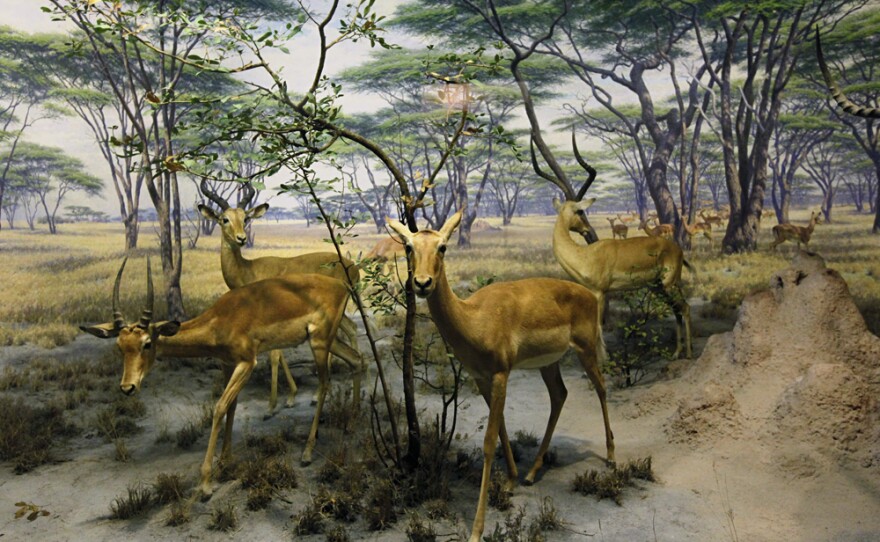 The African Impala diorama